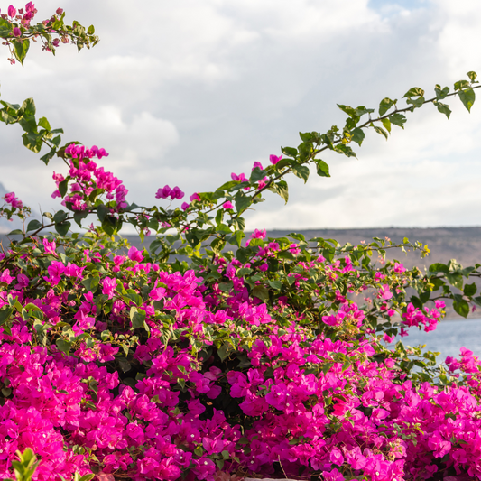 Benefits of Key West's Colors: Why Tropical Flowers Boost Mental Health