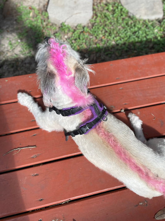 dog with a pink dog mohawk sitting in the sun