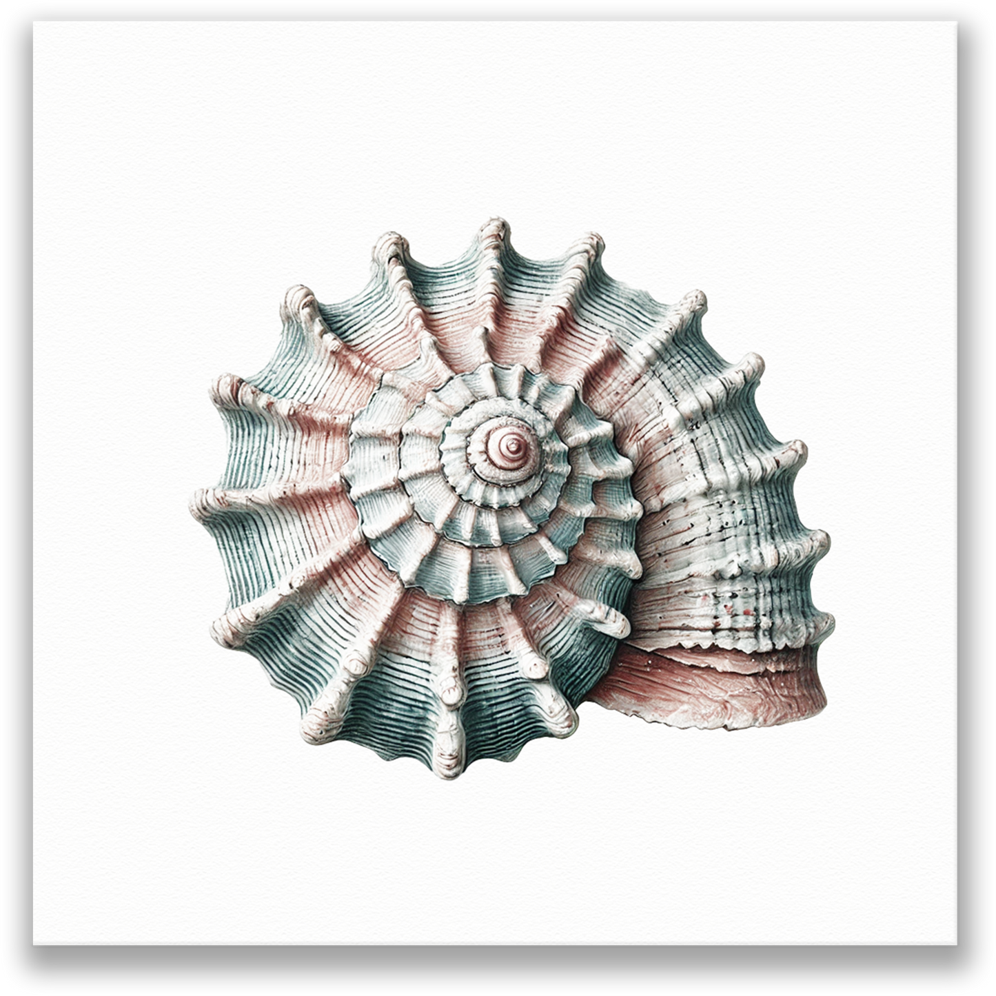 WHELK WHISPER Gallery Wrap Canvas, Seashell Art Print, Fade Resistant