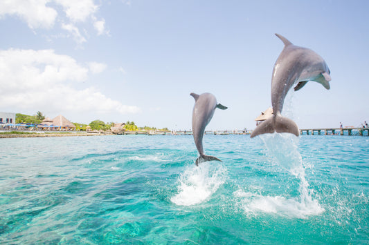 two dolphins breaching the water