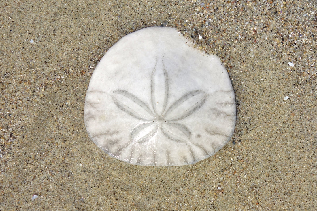 image a a sand dollar on brown sand