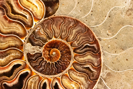 Cross section of a nautilus shell