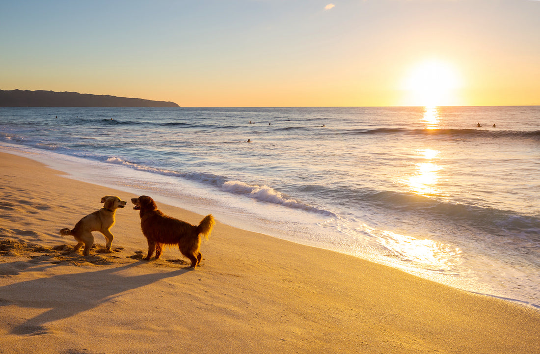 Dogs, furry friends, playing on the beach at sunset