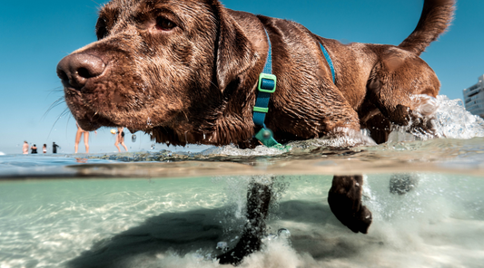 dog playing in shallow beach water