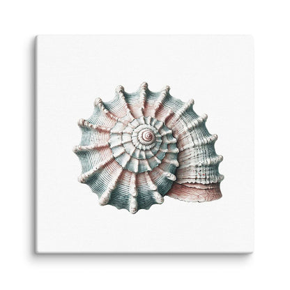 Seashell canvas wall art – a coiled spiral shell with ribbed, radiating segments in teal and blush pink, canvas print