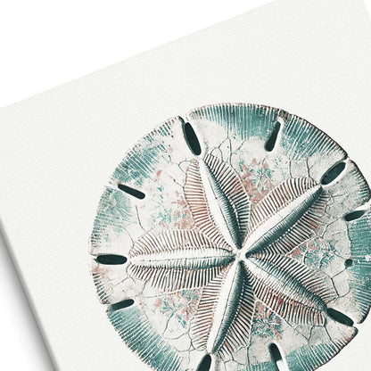 Sand dollar wall art canvas texture close-up
