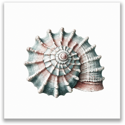 WHELK WHISPER Gallery Wrap Canvas, Seashell Art Print, Fade Resistant
