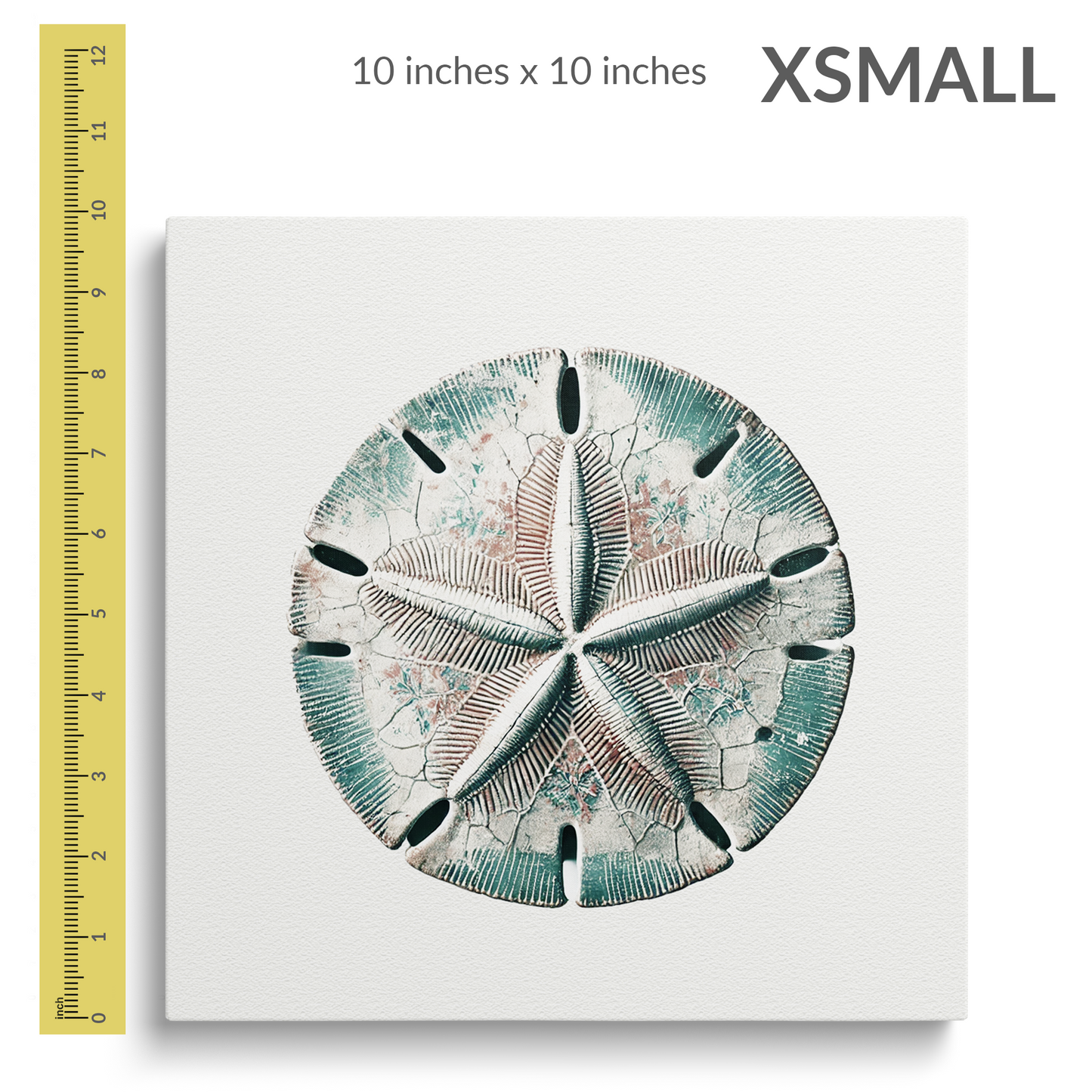 BEACH BOUNTY Gallery Wrap Canvas, Sand Dollar Art, Fade Resistant