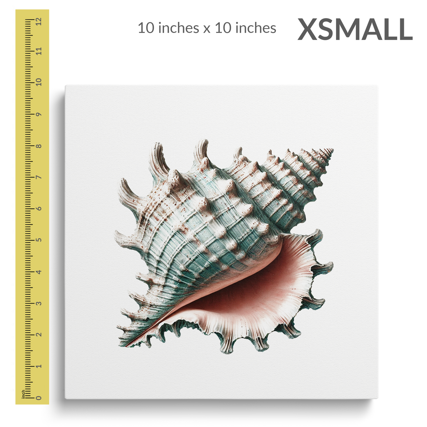 A 12 inch ruler is next to the extra small size of shell wall art SEA SPIRAL. Gallery wrap canvas is square. Text reads: “X-SMALL 10 inches x 10 inches”