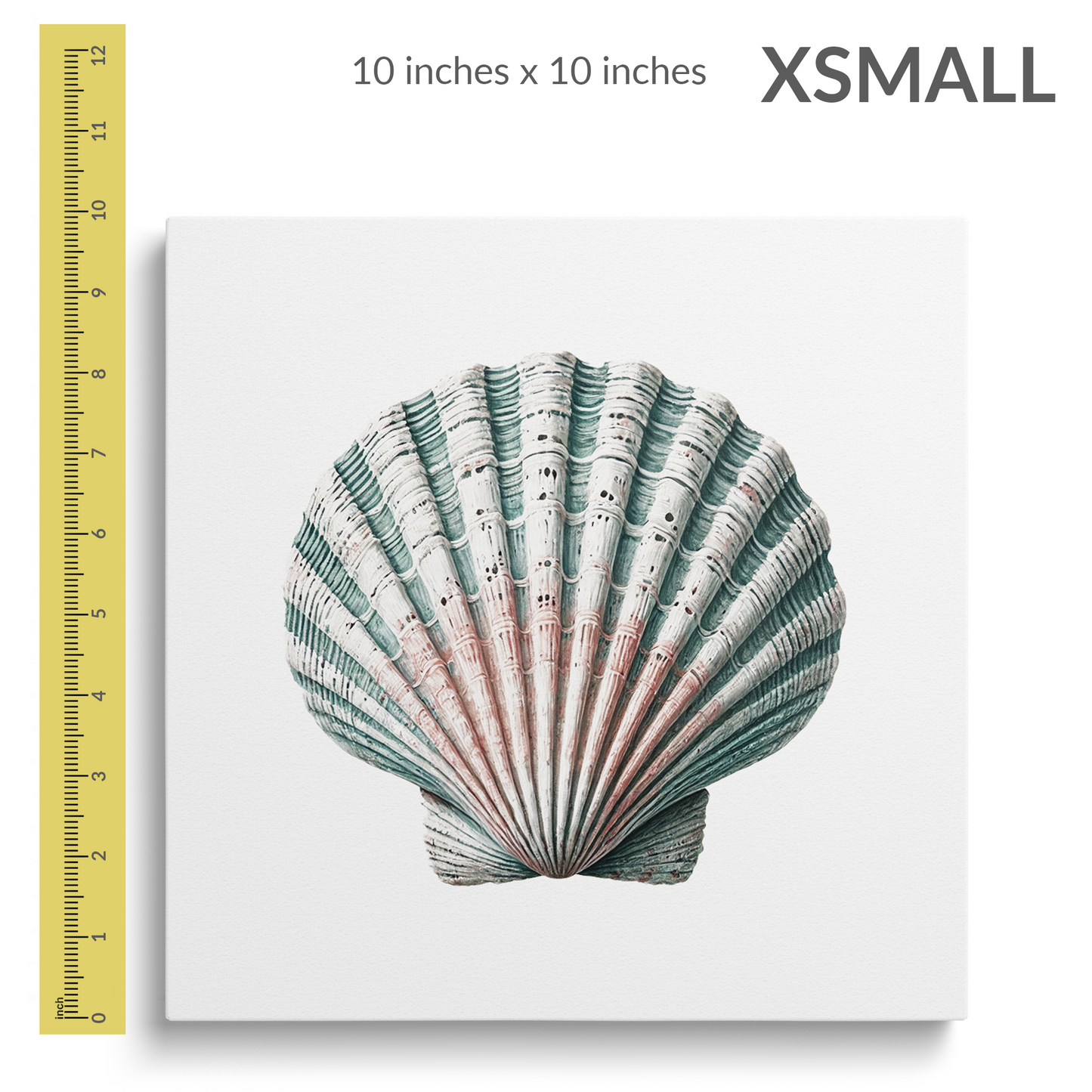 A 12 inch ruler is next to the extra small size of sea shell wall art TIDAL CLAM. Gallery wrap canvas is square. Text reads: “X-SMALL 10 inches x 10 inches”