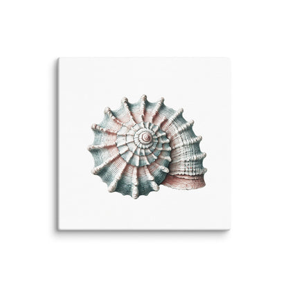 WHELK WHISPER Gallery Wrap Canvas, Seashell Art Print, Fade Resistant